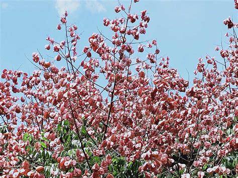 花樹種類